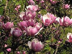 Pink Saucer Magnolia Seeds ~ Soulangeana ~ Usual Flowers ~ Exotic Flower