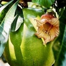 Mexican Calabash Tree Seeds ~ Crescentia Alata ~ Garden ~ Grow Your Own ~ Spring Flowers ~ Instead of Flowers ~ Unique