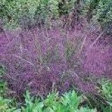 Purple Love Grass Seeds ~ Eragrostis Spectabilis ~ Unusual ~ Garden ~ Dried Flowers ~ Boho ~ Bouquets