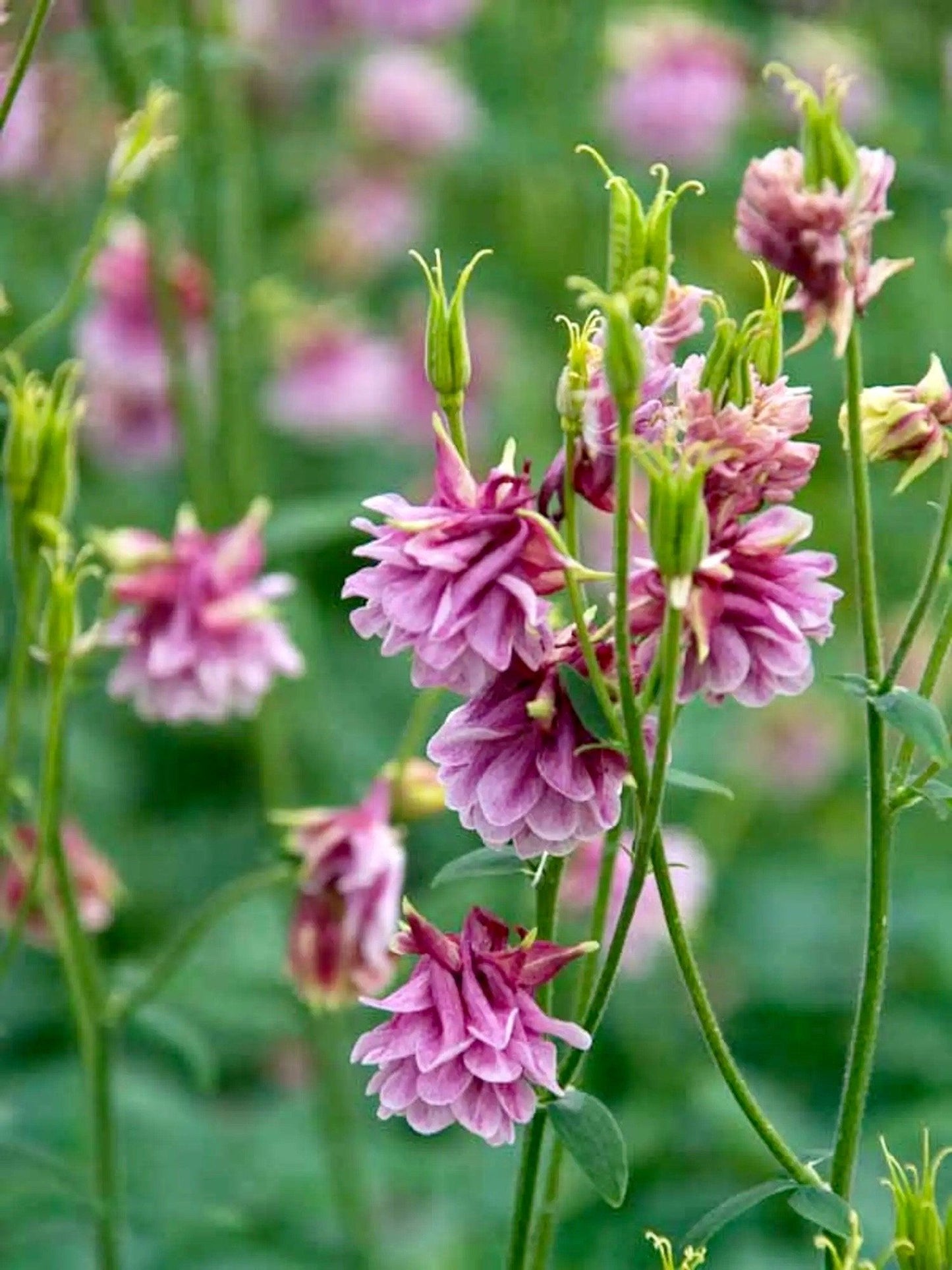 Double Rose Columbine Seeds ~ Flower ~ Perennial Flowers ~ Blooms ~ Grow Your Own ~ Spring Flowers ~ Instead of Flowers ~ Spring