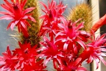 Cleistocactus Samaipatanus Seeds ~ Succulent ~ Cacti ~ Cárdenas ~ Cool Flowers ~ Rare ~ Easy Care