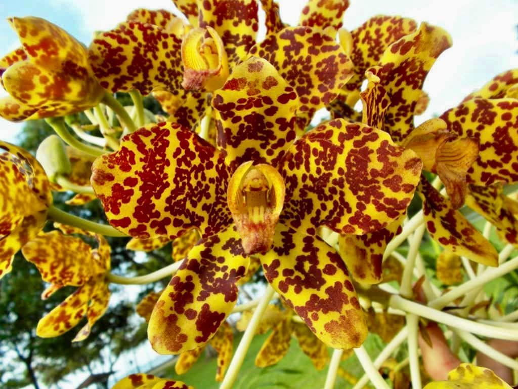 Tiger Orchid Seeds ~ Grammatophyllum Speciosum ~ Usual Flowers ~ Exotic Flower ~ Unique Flowers ~ Funky Plants