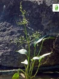 Alisma Plantago-Aquatica Seeds ~ Plants ~ Garden ~ Grow Your Own ~ Spring Flowers ~ Instead of Flowers