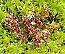 Drosera Rotundifolia Seeds ~ Roundleaf Sundew ~ Carnivorous Plants ~ Sundews ~