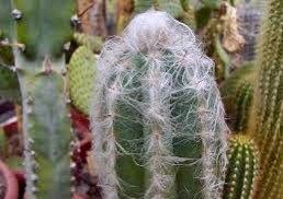 Rare Exotic Blue Pilosocereus Plameri Seeds ~ Columnar Cacti ~ Cacti ~ Grow Your Own ~ Spring Flowers ~ Instead of Flowers