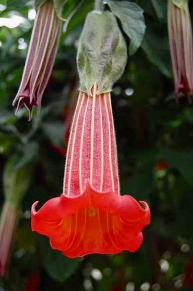 Scarlet Angel’s Trumpet Vine Seeds ~ Brugmansia Sanguinea ~ Trumpet Creeper ~ Fresh Seeds ~ Blooms ~ Flowers ~ Instead of Flowers ~ Red