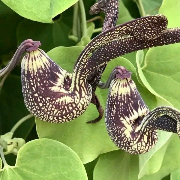 Unique Gaping Dutchman's Pipevine ~ Aristolochia Ringens ~ Bizarre Flowets ~ Plants ~ Cool Flowers ~ Exotic