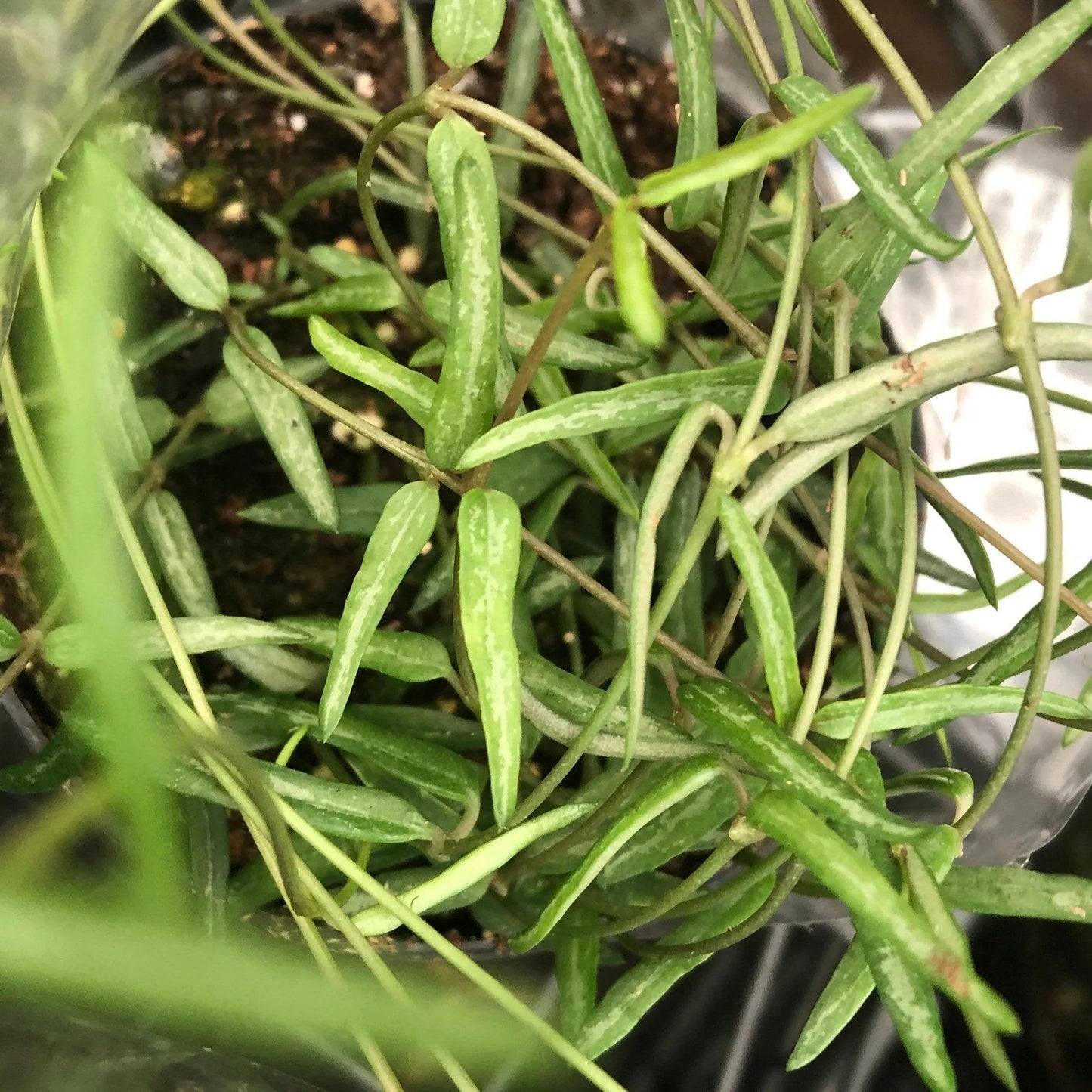 Hanging String of Needles ~ Ceropegia Linearis ~ Agnes ~ Succulent ~ Hanging Houseplant