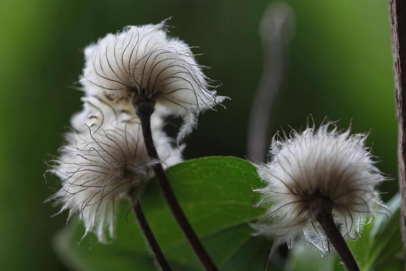 Clematis Fusca Seeds ~ Plants ~ Garden ~ Grow Your Own ~ Spring Flowers ~ Instead of Flowers