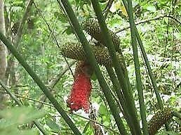 Carludovica Palmata Seeds ~ Toquilla Palm ~ Jipijapa Palm ~ Jungle Drum ~ Panama