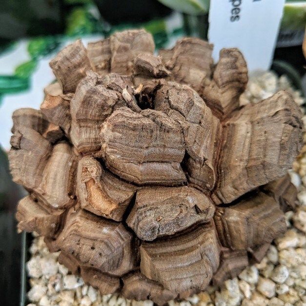 Rare Dioscorea Elephantipes Seeds ~ Elephant's Foot ~ Elephant’s Foot Vine ~ Hottentot Bread ~ Exotic ~ Cool Plants ~ Easy Care