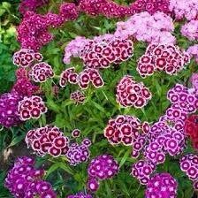 Dwarf Wee Willie Seeds ~ Sweet William ~ Dianthus Barbatus ~ Mixed Colored Flower Seeds