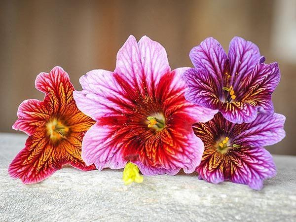 Salpiglossis Seeds ~ Painted Tongue ~ plants ~ Garden ~ Grow Your Own ~ Spring Flowers ~ Instead of Flowers ~ Flowers