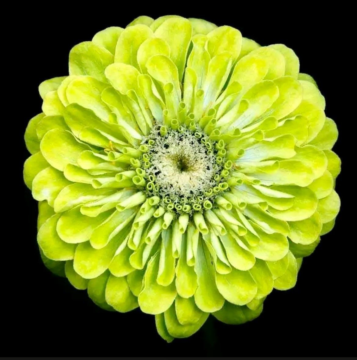 Zinnia “Envy Elegans” Seeds ~ Lime Green Flowers ~ Butterflies Love ~ Non-GMO Seeds ~ Cool Flowers ~ Rare