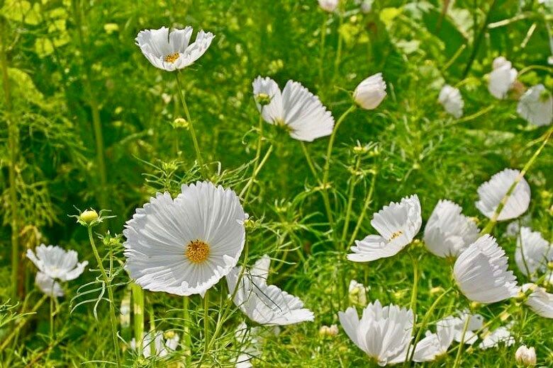 Cosmos Cupcake White Seeds ~ Cosmos ~ Cool Flowers ~ Grow Your Own ~ Butterflies ~ Bees ~ Annual ~ Summer ~ Spring ~ Bouquets