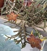 persian carpet succulent Edithcolea Grandis Seeds ~ Persian Carpet Flower ~ Succulents ~ Cool P – Your Plant Bitch