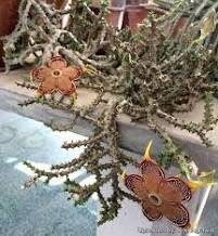 Edithcolea Grandis Seeds ~ Persian Carpet Flower ~ Succulents ~ Cool Plants ~ Easy Care