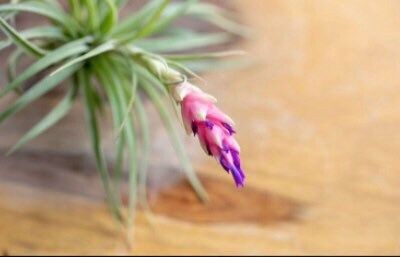 Air Plant & Candle Gift Box ~ Birthdays ~Thank You~ Congratulations ~ Housewarming~ ALL Special Occasions