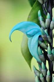 Rare Blue Jade Vine Seeds ~ Mucuna Benettii ~ Mucuna Bennettii ~ Mucuna Warburgii ~ Mucuna Albertisii ~ Mucuna ~ Heirloom ~ Exotic