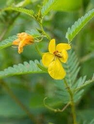 BIG Sensitive Partridge Pea Grow Starter Kit~ Sleepingplant ~ Beach Sensitive Pea ~ Sensitive Plant ~ Sensitive Fern