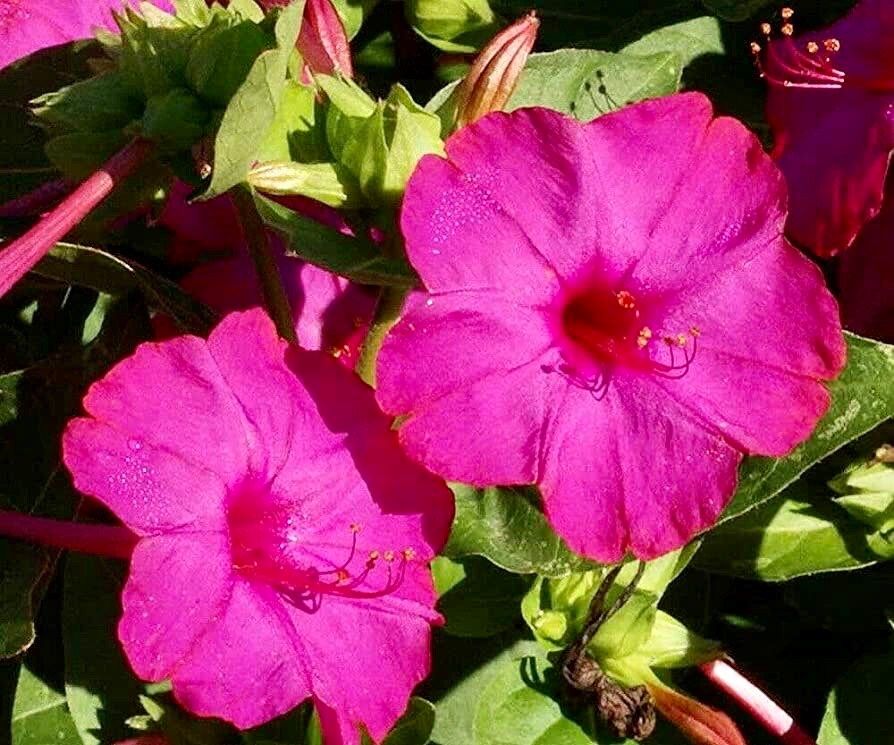 Mixed Marvel of Peru Seeds ~ Mirabilis Jalapa ~ 4 O’Clock Flower ~ Flowers ~ Trumpet ~ Fragrance ~ Vanilla