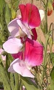 Multi Color Sweet Pea Seeds ~ Plants ~ Garden ~ Grow Your Own ~ Spring Flowers ~ Instead of Flowers ~ Flowers