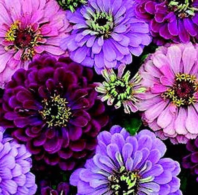 Zinnia “Zinderella” Lilac Seeds ~ Flower Seeds ~ Plants ~ Garden ~ Spring Flowers ~ Bouquet ~ Flowers ~ Fresh Cut Flowers