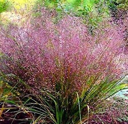 Purple Love Grass Seeds ~ Eragrostis Spectabilis ~ Unusual ~ Garden ~ Dried Flowers ~ Boho ~ Bouquets