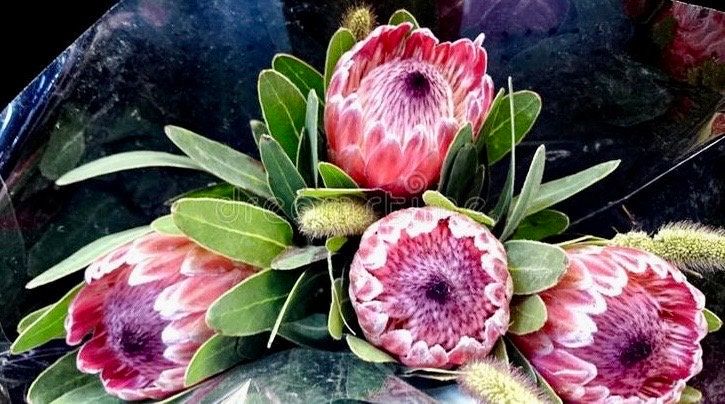 King Protea Seeds ~ Bouquets ~ Plants ~ Rare ~ Grow Your Own ~Tropical Flowers ~ Exotic Flowers