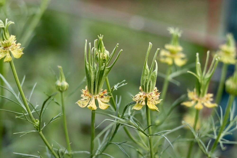 Orientalis Transformer Love-in-the-Mist ~ Spring Flowers ~ Spring Time ~ Bouquets ~ Fresh Flowers ~ Annuals