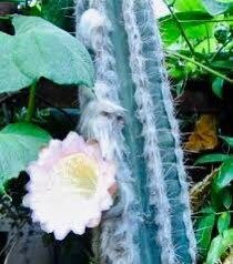 Rare Exotic Blue Pilosocereus Plameri Seeds ~ Columnar Cacti ~ Cacti ~ Grow Your Own ~ Spring Flowers ~ Instead of Flowers