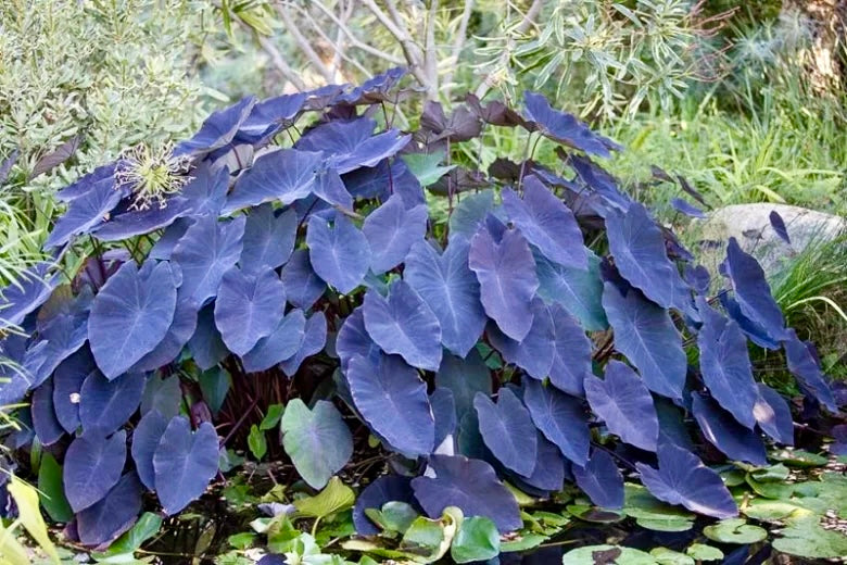 Colocasia Elephant Ear 'Cleopatra's Kiss' Seeds PPAF ~ Colocasia Hybrid ~ Elephant Ear Plant ~ Taro ~ Araceae ~ Houseplants ~ Green House ~ Gardening
