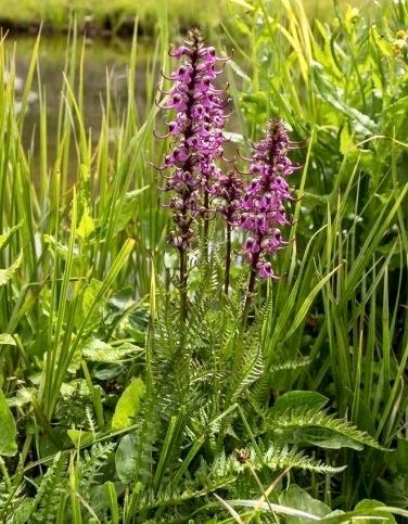 Unusual Pink Lousewort Elephant Head Seeds ~ Pedicularis Groenlandica ~ Garden ~ Grow Your Own ~ Spring Flowers