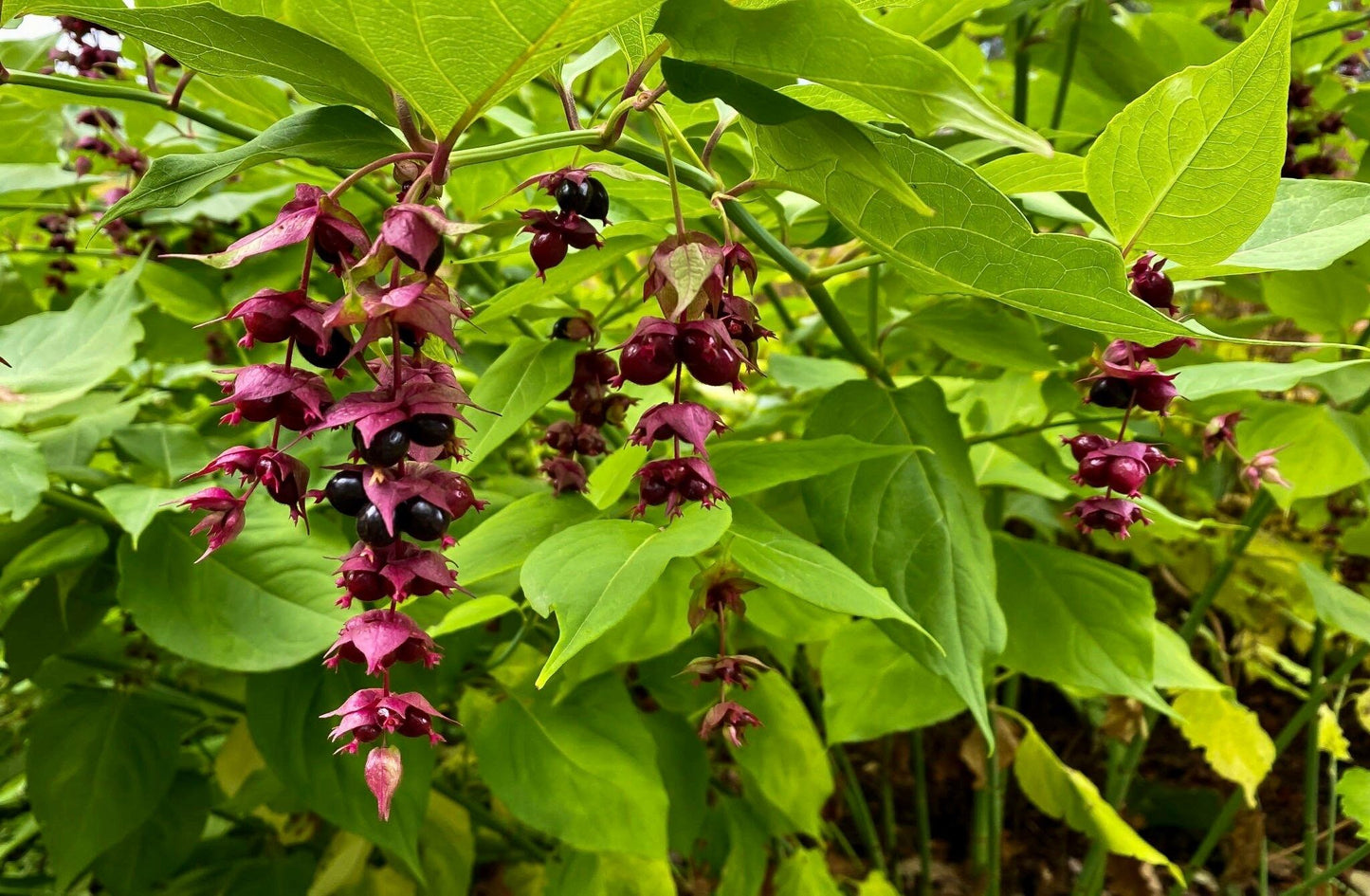 Rare Gold Leaf Himalayan Honeysuckle Seeds ~ Leycesteria Formosa ~ Plants ~ Garden ~ Grow Your Own ~ Spring Flowers ~ Unique