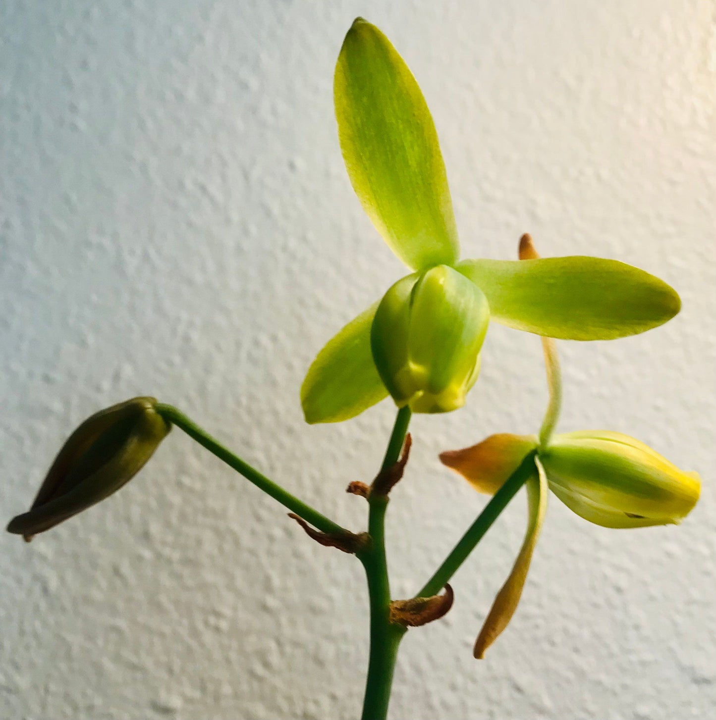 Frizzle Sizzle ~ Albuca Spiralis ~ Corkscrew Albuca ~ Albuca