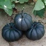 Black Bebe Pumpkin Seeds ~ Grow Your Own ~ Autumn ~ Halloween ~ Fairytale ~ Decorations~ Gothic