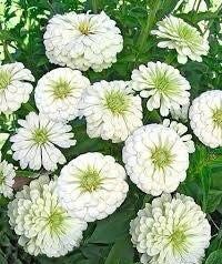 Zinnia “Polar Bear” Seeds ~ Flowers ~ Butterflies Love ~ Non-GMO Seeds ~ Cool Flowers ~ Rare