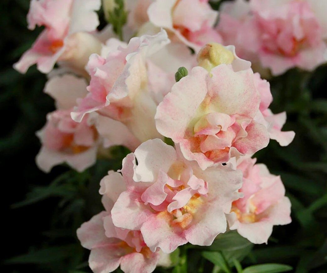 Snapdragon Appleblossom Seeds ~ Plants ~ Garden ~ Grow Your Own ~ Spring Flowers ~ Instead of Flowers ~ Grass