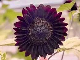 Rare ‘Black Beauty’ Sunflower Seeds ~ Helianthus Annuus ~ Pretty Flowers ~ Garden ~ Fall ~ Heirloom Seeds ~ Autumn ~ Huge