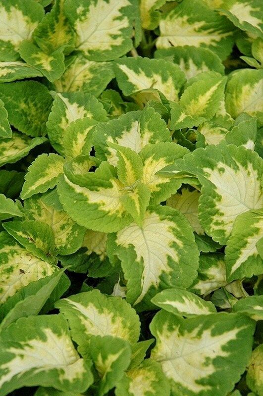 Jade Wizard Coleus Seeds ~ Coleus Blumei ~ Low Maintenance Plants ~ Garden ~ Grow Your Own ~ Spring Flowers ~ Instead of Flowers ~ Flowers