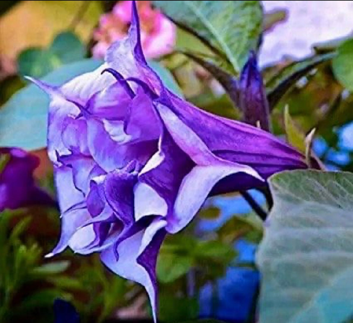 Double Datura Devil’s Golden Yellow Queen Seeds ~ Angel Trumpet ~ Datura Metel ~Datura Golden Yellow Queen ~ Chlorantha ~ Moonflower