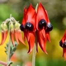 Rare Australian Sturts Desert Pea Seeds ~ Swainsona Formosa~ Plants ~ Garden ~ Exotic ~ Unique ~ Tropical