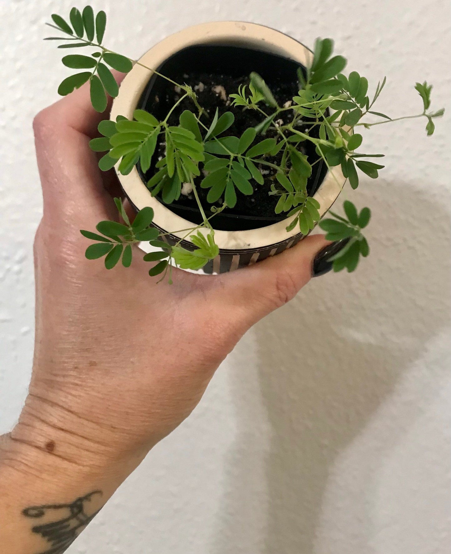 RARE Mimosa Pudica Plant~Touch-Me-NOT Plant~Sleepy Plant~Sensitive Plant~Shame Plant~Action Plant~Zombie Plant~Shy Lady Plant~Humble Plant