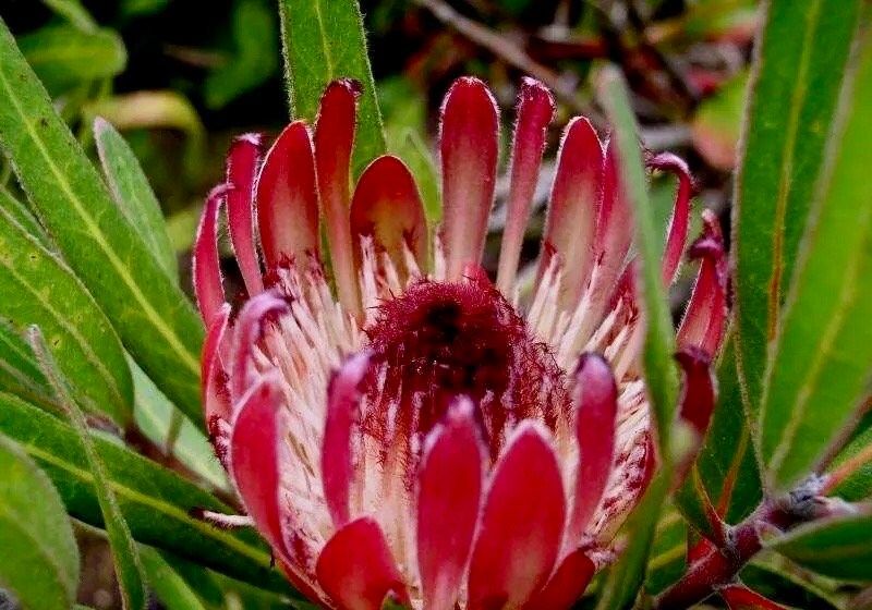 South African Burchell's Sugarbush Seeds ~ Protea Burchellii ~ Bouquets ~ Plants ~ Rare ~ Grow Your Own ~Tropical Flowers ~ Exotic Flowers