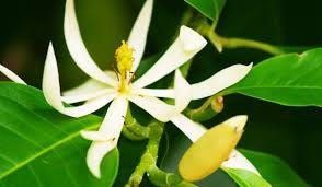 Michelia Alba Seeds ~ Usual Flowers ~ Exotic Flower