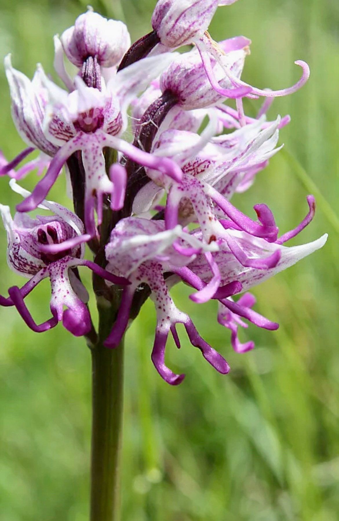 Naked Man Orchid Seeds ~ Orchis Italica ~ Italian Orchid ~ Usual Flowers ~ Exotic Flower ~ Unique Flowers ~ Funky Plants