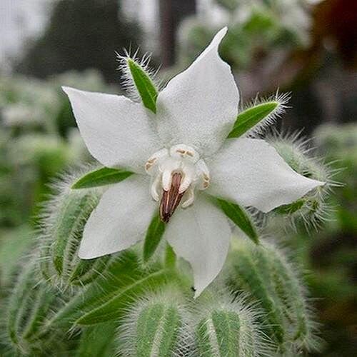 White Borage Seeds ~ Starflower ~ Plants ~ Garden ~ Grow Your Own ~ Spring Flowers ~ Heirloom Seeds