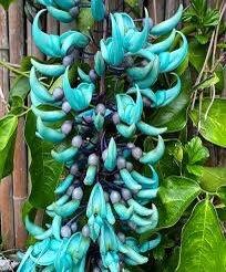 Rare Blue Jade Vine Seeds ~ Mucuna Benettii ~ Mucuna Bennettii ~ Mucuna Warburgii ~ Mucuna Albertisii ~ Mucuna ~ Heirloom ~ Exotic