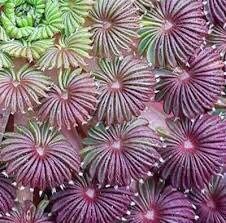 Oxalis Palmifrons Seeds ~ Palm Leaf Oxalis ~ Palm-leaf False Shamrock ~ False Shamrock ~ Easy Care ~ Succulents ~ House Plant ~ Rare ~ Neat