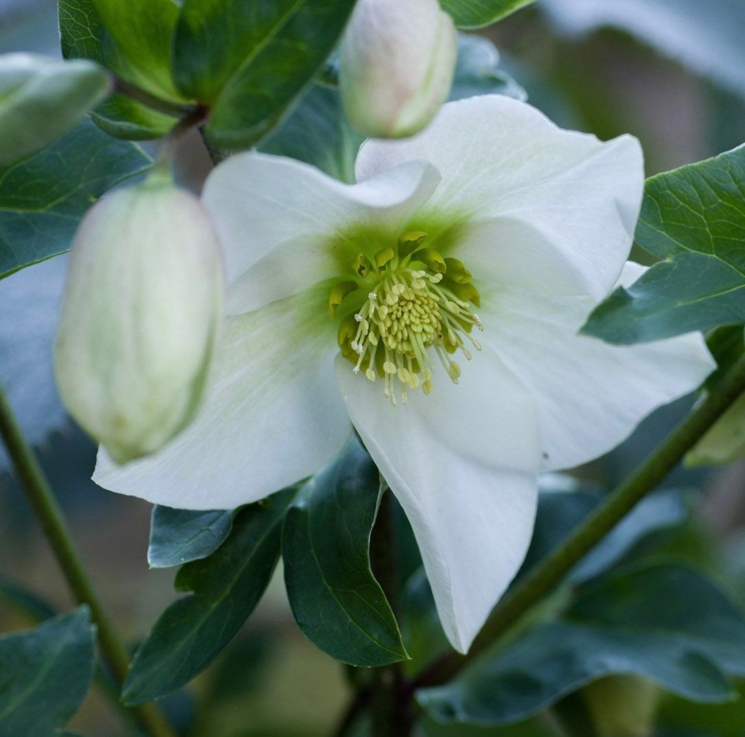 Christmas Rose Seeds ~ Helleborus Niger ~ Plants ~ Garden ~ Grow Your Own ~ Spring Flowers ~ Instead of Flowers ~ Presents